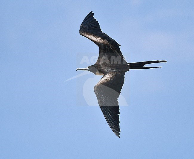 Female Magnificent Frigatebird (Fregata magnificens) in flight on the Galapagos islands. stock-image by Agami/Laurens Steijn,