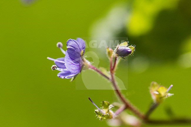 Wood Speedwell, flowers stock-image by Agami/Wil Leurs,