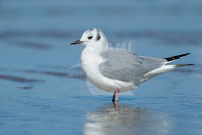 Adult Bonaparte's Gull (Chroicocephalus philadelphia) in nonbreeding plumage at Cape May County, New Jersey, USA. stock-image by Agami/Brian E Small,