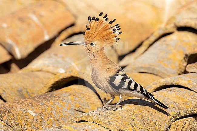 Hoopoe shows his beautiful crest on the roof of a barn stock-image by Agami/Onno Wildschut,