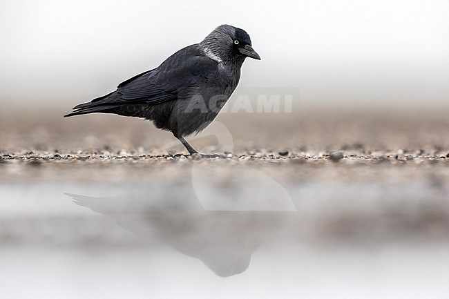 Adult Russian Jackdaw (Coloeus monedula monedula) on the ground in Browersdam, Zeeland, the Netherlands. stock-image by Agami/Vincent Legrand,