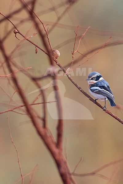 Pale Batis (Batis soror) in Tanzania. stock-image by Agami/Dubi Shapiro,