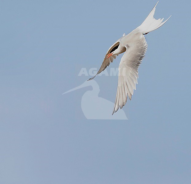Common Tern (Sterna hirundo) on the Wadden island Texel in the Netherlands. stock-image by Agami/Marc Guyt,
