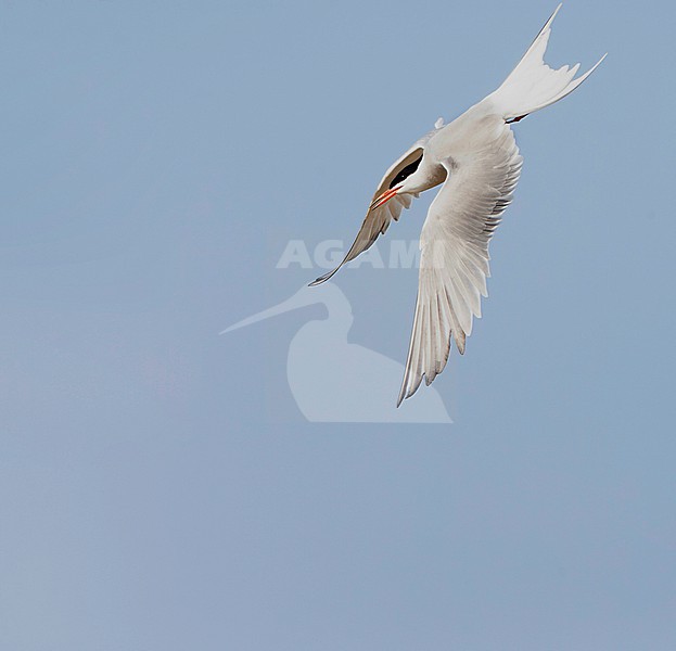 Common Tern (Sterna hirundo) on the Wadden island Texel in the Netherlands. stock-image by Agami/Marc Guyt,