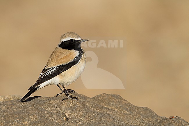 Desert Wheatear - Wüstensteinschmätzer - Oenanthe deserti, Oman, adult male stock-image by Agami/Ralph Martin,