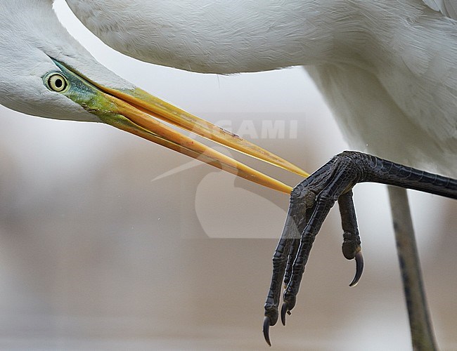 Grote Zilverreiger poetsend; Great Egret preening stock-image by Agami/Markus Varesvuo,