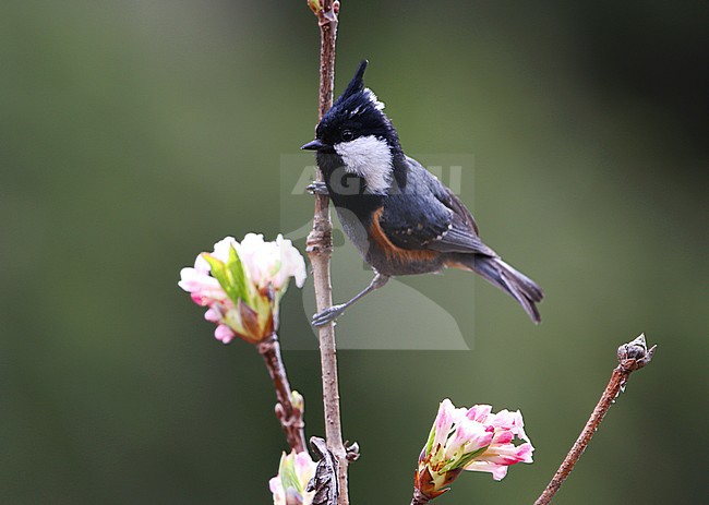 Black-crested Tit (Periparus ater melanolophus), also known as the Spot-winged Tit. Now usually considered a subspecies of the Coal Tit. stock-image by Agami/James Eaton,