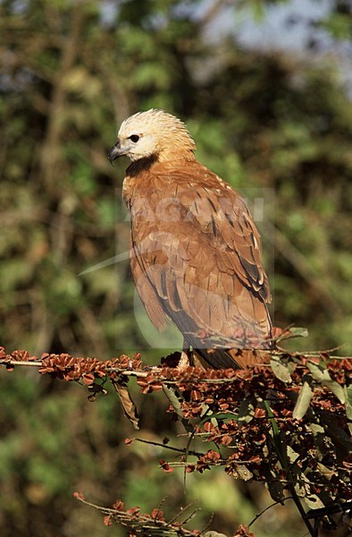 Black-collared Hawk perched; Moerasbuizerd zittend stock-image by Agami/Marc Guyt,