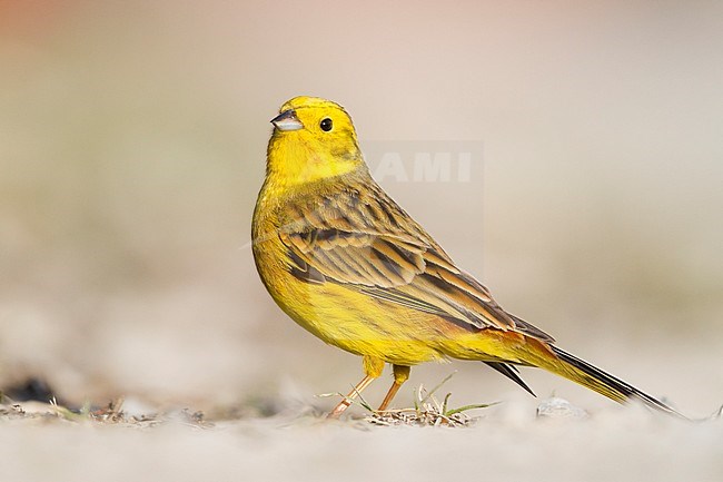 Yellowhammer - Goldammer - Emberiza citrinella ssp. citrinella, Germany, adult male standing on the ground stock-image by Agami/Ralph Martin,