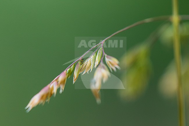 Rough Meadow-grass stock-image by Agami/Wil Leurs,