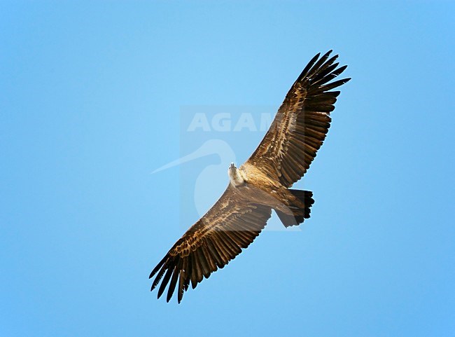 Vale Gier in de vlucht; Griffon Vulture in flight stock-image by Agami/Markus Varesvuo,