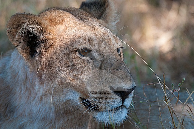Close up portrait of a lioness, Panthera leo, resting. Khwai Concession Area, Okavango Delta, Botswana. stock-image by Agami/Sergio Pitamitz,