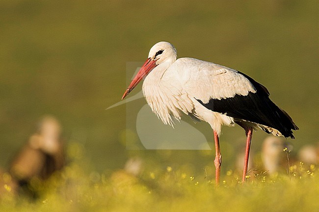 White Stork, ciconia ciconia stock-image by Agami/Oscar Díez,