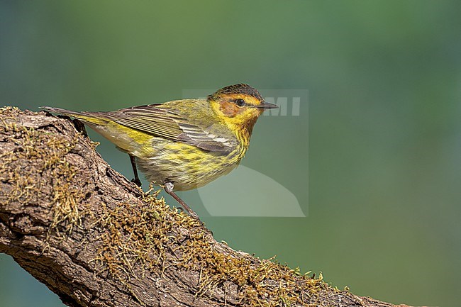 Adult male
Galveston Co., TX
April 2022 stock-image by Agami/Brian E Small,