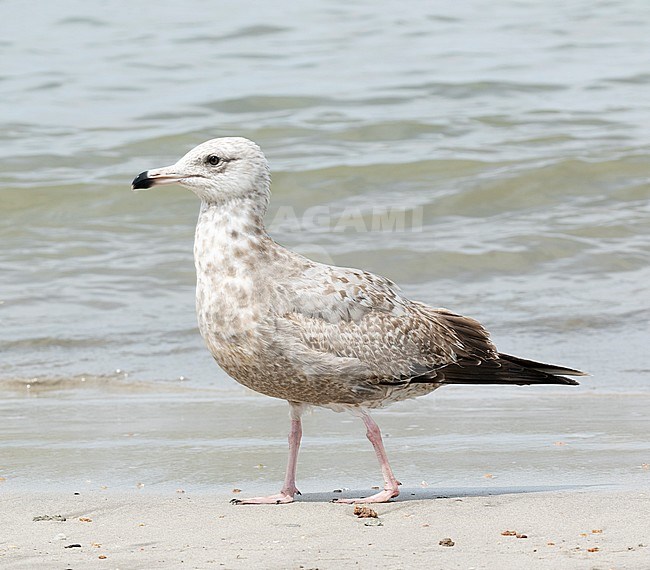 Second-winter American Herring Gull (Larus smithsonianus) standing on a beach on the Pacific Ocean in Mexico. stock-image by Agami/Dani Lopez-Velasco,