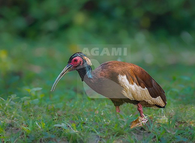 Madagascar Ibis, Lophotibis cristata, walking on the ground in Madagascar forest. Also known as the Madagascar crested ibis, white-winged ibis or crested wood ibis. stock-image by Agami/Dustin Chen,
