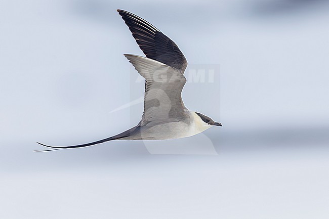 Long-tailed Jaeger (Stercorarius longicaudus), side view of an adult in flight, Finnmark, Norway stock-image by Agami/Saverio Gatto,