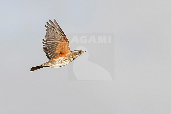 A Redwing is seen flying showing its typical red underwing. stock-image by Agami/Jacob Garvelink,