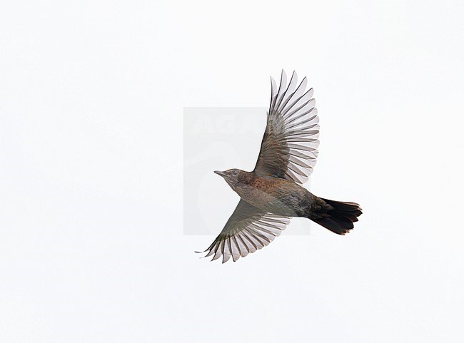 flying female Common Blackbird (Turdus merula) on autumn migration showing underside and wings fully spread stock-image by Agami/Ran Schols,