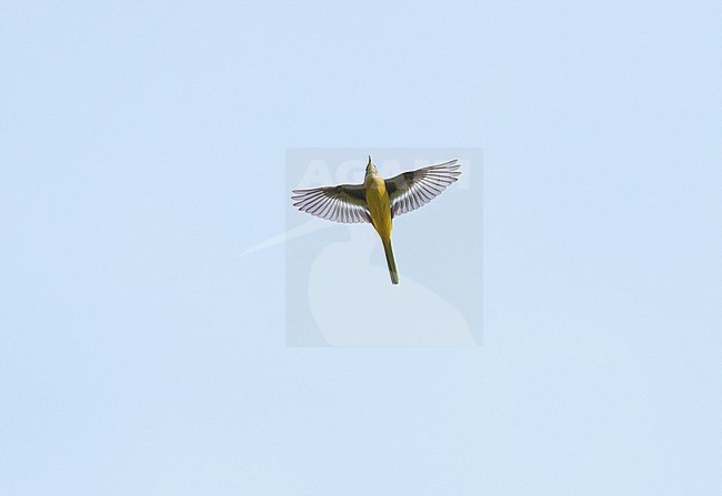 Grey Wagtail (Motacilla cinerea) on migration flying against a blue sky showing underside and wings fully spread stock-image by Agami/Ran Schols,