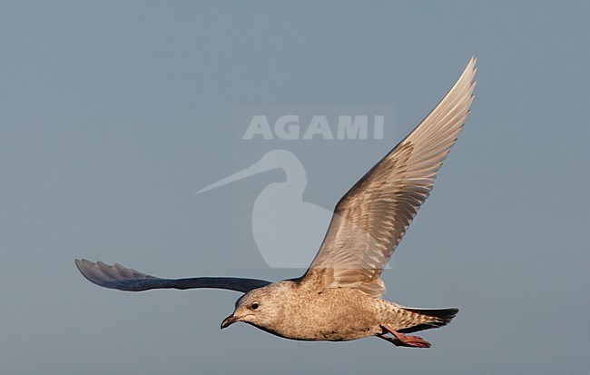 Kleine Burgemeester, Iceland Gull, Larus glaucoides stock-image by Agami/Hugh Harrop,