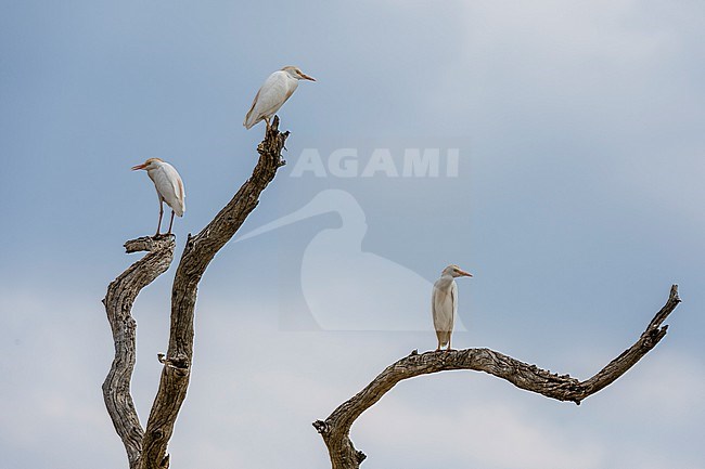 Western cattle egrets, Bubulcus ibis, on a dead tree branches Savuti, Chobe National Park, Botswana stock-image by Agami/Sergio Pitamitz,