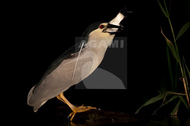 Kwak met vis; Night Heron with fish stock-image by Agami/Han Bouwmeester,