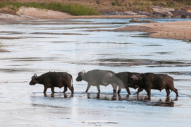 A group of African buffalos, Syncerus caffer, the crossing Sand River. Sand River, Mala Mala Game Reserve, South Africa. stock-image by Agami/Sergio Pitamitz,