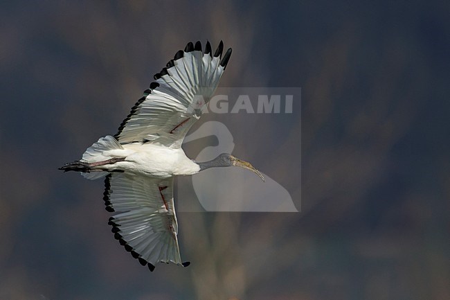 Heilige Ibis in vlucht; Sacred Ibis in flight stock-image by Agami/Daniele Occhiato,