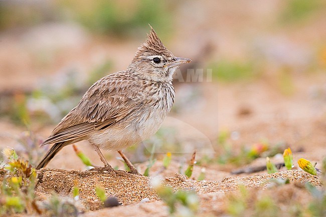 Thekla Lark (Galerida theklae ruficolor), adult standing on the ground stock-image by Agami/Saverio Gatto,