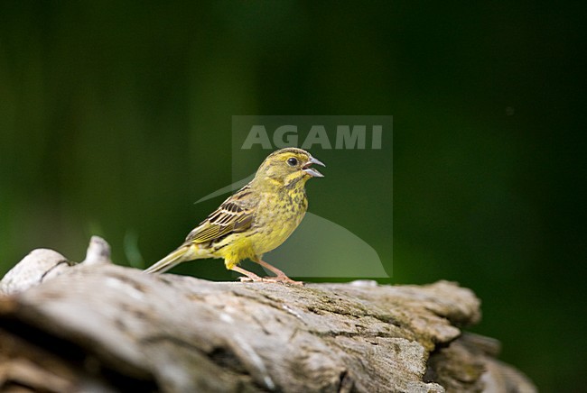 manual updated stock-image by Agami/Marc Guyt,