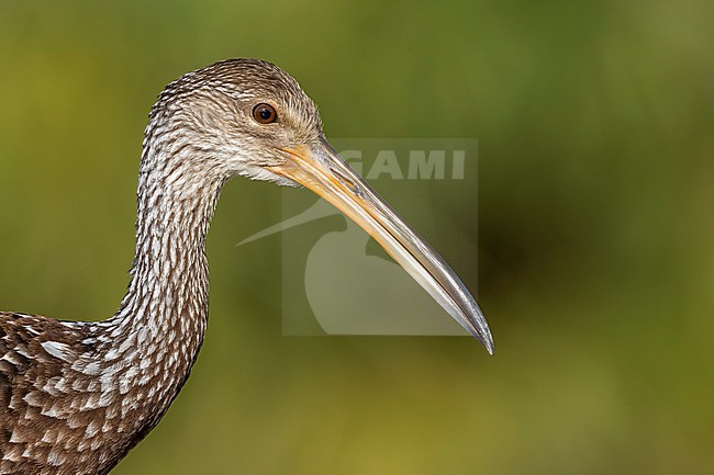 Limpkin (Aramus guarauna) sitting in green vegetation in Florida USA. stock-image by Agami/Marcel Burkhardt,