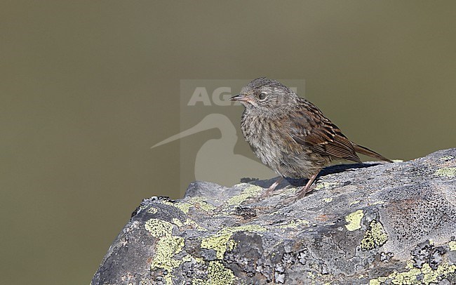 Iberian Dunnock (Prunella modularis mabbotti) juvenile perched at a rock in the Cantabrian Mountains, Castillia y Leon, Spain stock-image by Agami/Helge Sorensen,