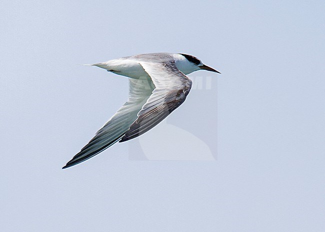 Presumed first summer Least Tern (Sternula antillarum) during spring migration in the USA. stock-image by Agami/Steve Howell,