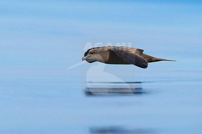 Jouanin's Petrel (Bulweria fallax), side view of an individual in flight over the sea in Oman stock-image by Agami/Saverio Gatto,