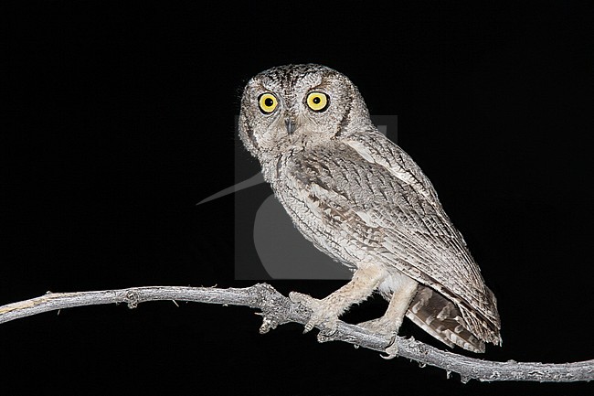 Adult
Riverside Co., CA
May 2006 stock-image by Agami/Brian E Small,