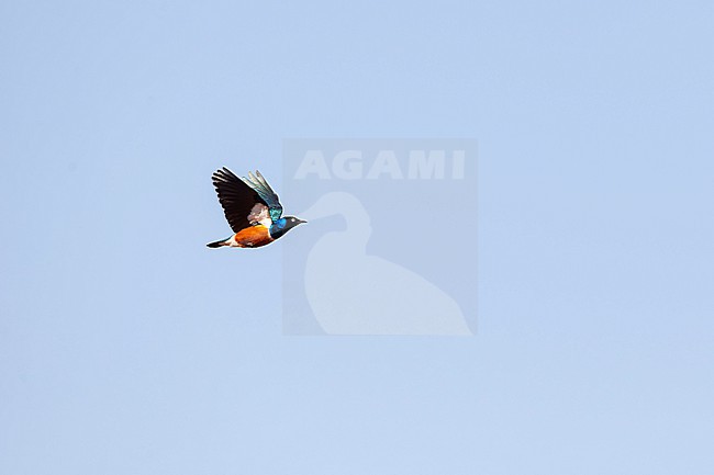 adult superb starling (Lamprotornis superbus) in flight, found at Negele Borana in Ethiopia stock-image by Agami/Mathias Putze,