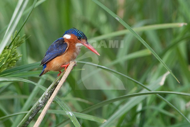 The Malachite Kingfisher (Corythornis cristatus) is a river kingfisher which is widely distributed in Africa south of the Sahara. Here it is seen on top of a broken of reed stalk at Lake Ziway in central Ethiopia. stock-image by Agami/Jacob Garvelink,