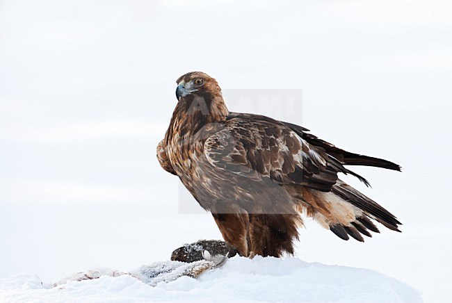 Steenarend rustend op zijn prooi; Golden Eagle resting on its prey stock-image by Agami/Marc Guyt,