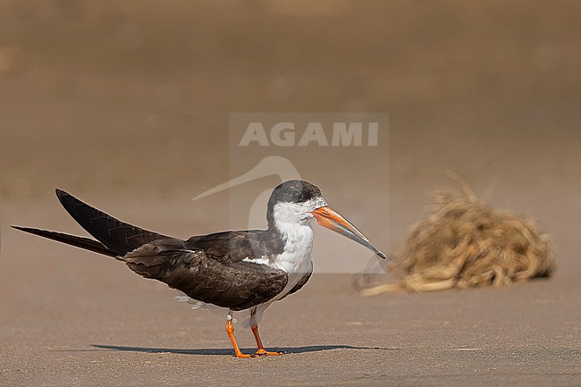 Subadult African Skimmer, Rynchops flavirostris, standing on a sandbar. Queen Elizabeth NP, Uganda. stock-image by Agami/Yoav Perlman,