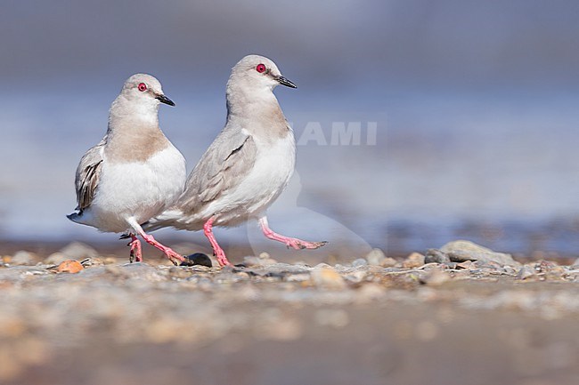 A pair of Magellanic Plover (Pluvianellus socialis) doing a territorial displays at a Patagonian lake in southern Argentina stock-image by Agami/Dubi Shapiro,