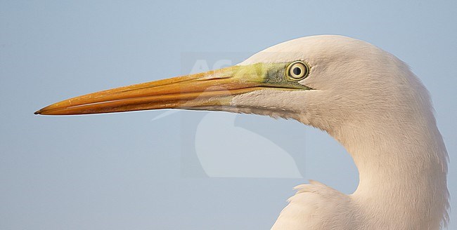 Grote Zilverreiger close-up; Great Egret close up stock-image by Agami/Markus Varesvuo,