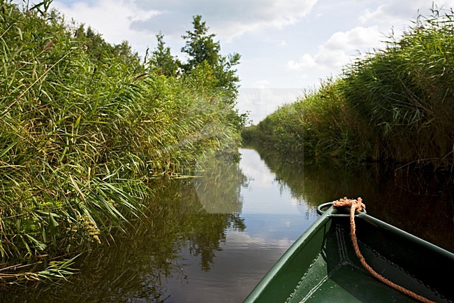 Weerribben stock-image by Agami/Marc Guyt,