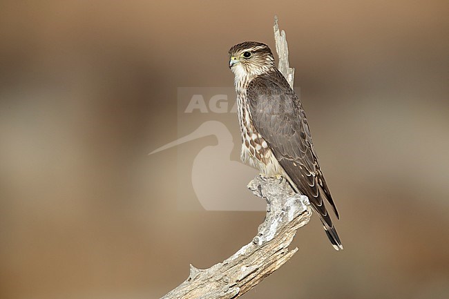 Adult female American Merlin (Falco columbarius columbarius) wintering in Riverside County, California. Perched on a dead branch against a brown background. stock-image by Agami/Brian E Small,