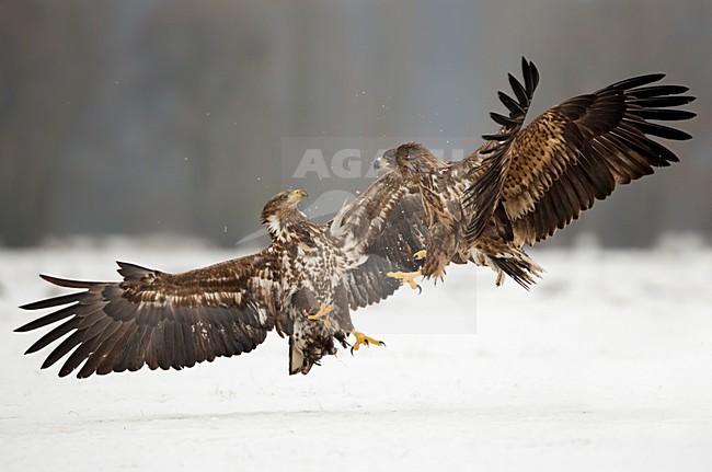 Zeearenden vechtend in de sneeuw, White-tailed Eagles fighting in the snow stock-image by Agami/Danny Green,