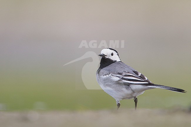 Witte Kwikstaart zittend op grond; White Wagtail perched on ground stock-image by Agami/Menno van Duijn,