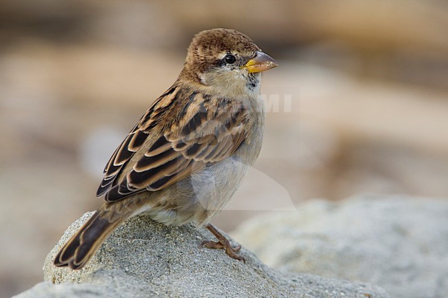 Jong mannetje Italiaanse Mus; Young male Italian Sparrow stock-image by Agami/Daniele Occhiato,