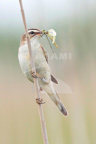 The Sedge Warbler is a common species in the many reed habitats found in the Netherlands. The bird is seen from the front with a beak full of insects, a damselfly and a dragonfly, while it is sitting on a reed stalk. stock-image by Agami/Jacob Garvelink,