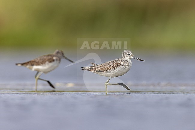 Two Greenshanks are captured in a moment of perfect synchrony through the Dollard’s shallow waters in the Dutch Wadden Sea. stock-image by Agami/Onno Wildschut,