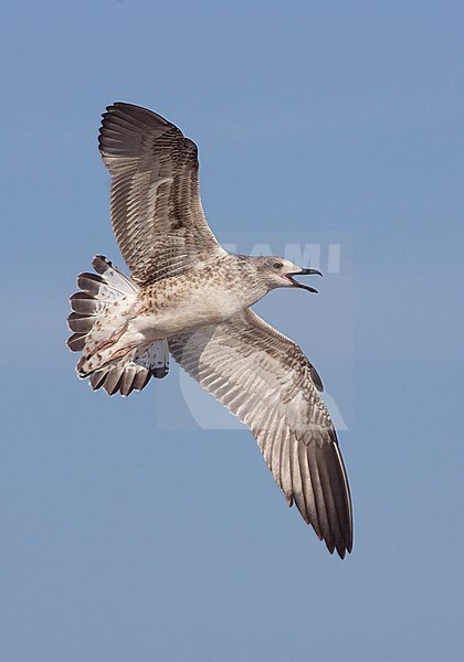 Baltische Mantelmeeuw, Baltic Gull, Larus fuscus fuscus stock-image by Agami/Tomi Muukkonen,
